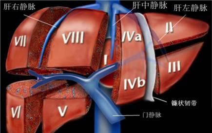 超详细的肝脏解剖图解，赶紧拿走！