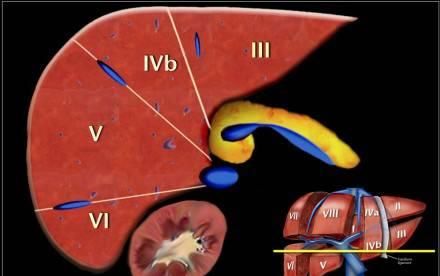 超详细的肝脏解剖图解，赶紧拿走！