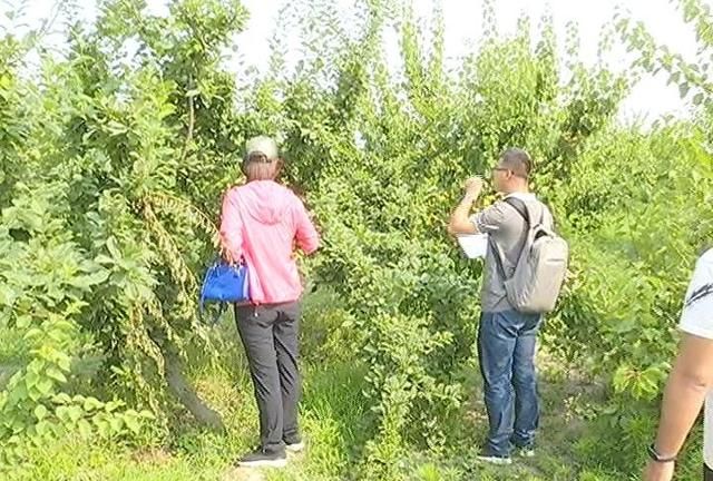 果农笑了~30块钱一公斤，也不能阻挡人们吃杏的热情