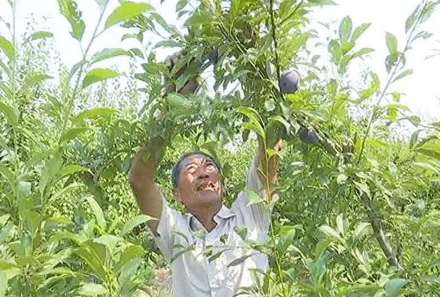 果农笑了~30块钱一公斤，也不能阻挡人们吃杏的热情