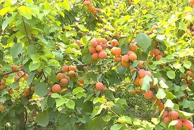 果农笑了~30块钱一公斤，也不能阻挡人们吃杏的热情