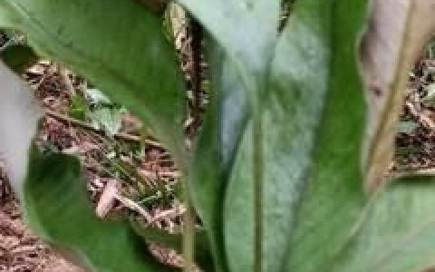 石苇可以用来泡茶喝吗?有什么功效呢