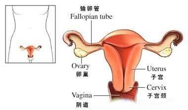 不知道大家对宫颈癌的关注度有多少呢图1