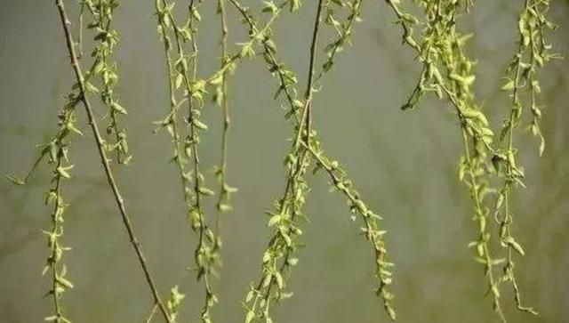 春天“柳芽”是个宝，随手摘一筐，很多人不知有什么用