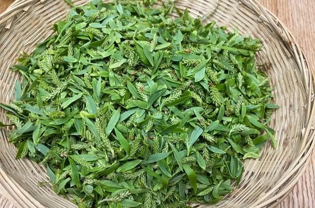春天“柳芽”是个宝，随手摘一筐，很多人不知有什么用