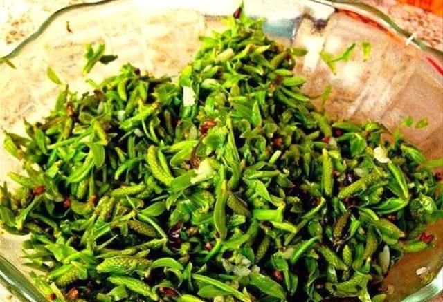 春天“柳芽”是个宝，随手摘一筐，很多人不知有什么用