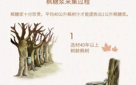 枫糖浆百科