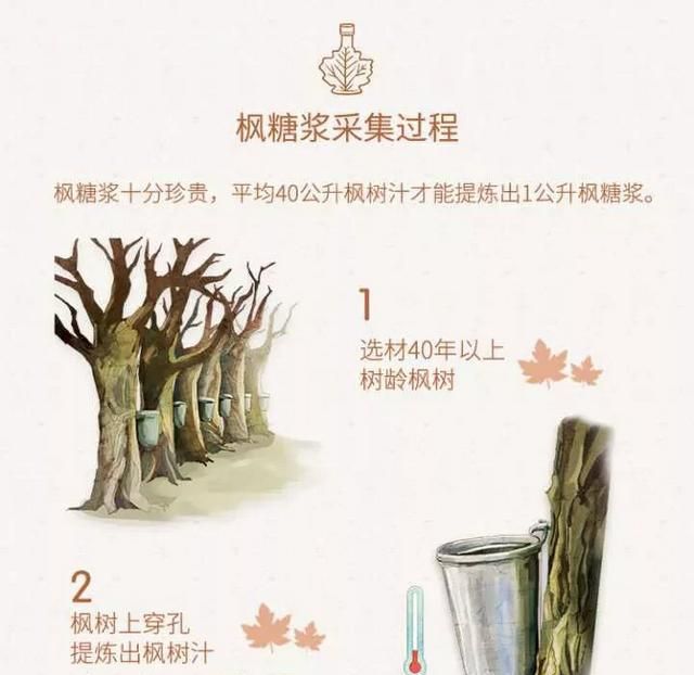枫糖浆百科图1