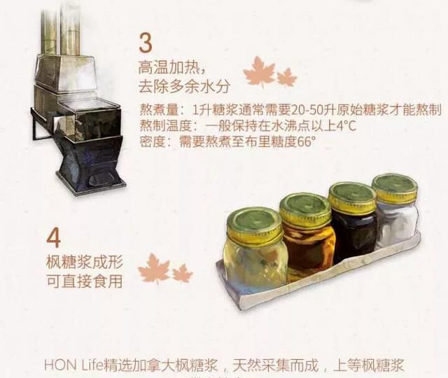 枫糖浆百科图2