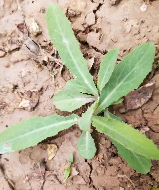 中华苦荬菜与苦荬菜的区别(苣荬菜与苦菜有什么区别)图1