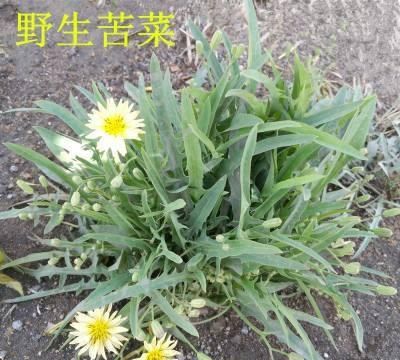 中华苦荬菜与苦荬菜的区别(苣荬菜与苦菜有什么区别)图4