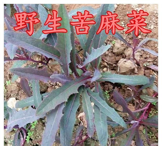 中华苦荬菜与苦荬菜的区别(苣荬菜与苦菜有什么区别)图5