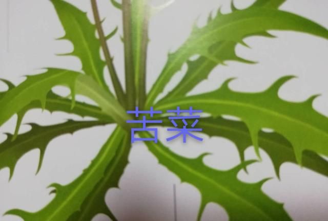 中华苦荬菜与苦荬菜的区别(苣荬菜与苦菜有什么区别)图6