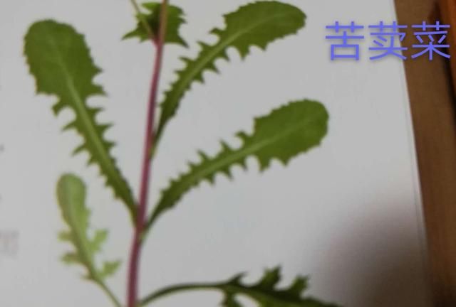 中华苦荬菜与苦荬菜的区别(苣荬菜与苦菜有什么区别)图7