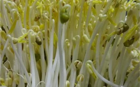 豆芽生产周期,豆芽怎么生产