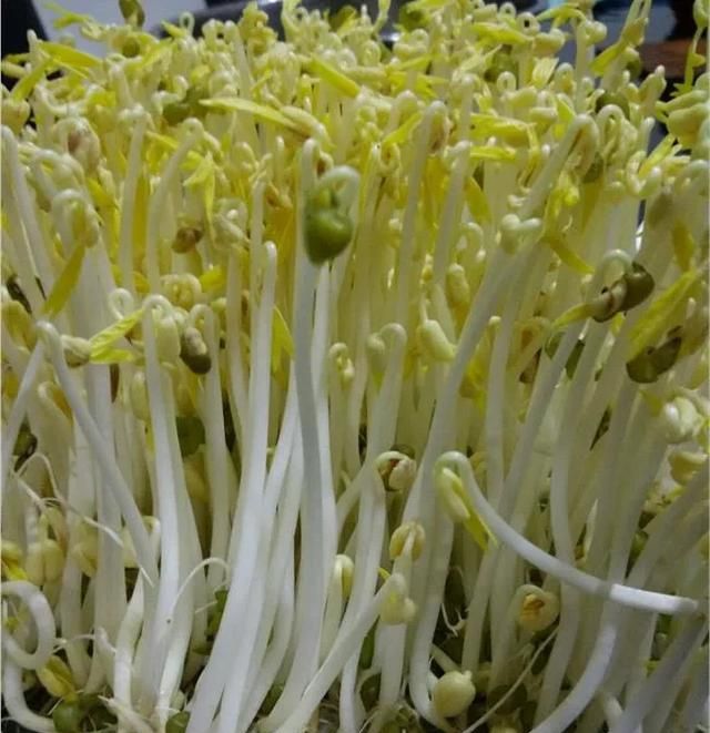豆芽生产周期,豆芽怎么生产图1