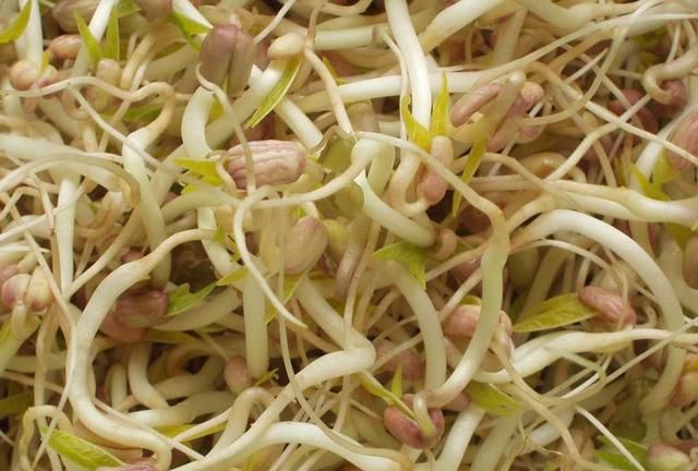 豆芽生产周期,豆芽怎么生产图4