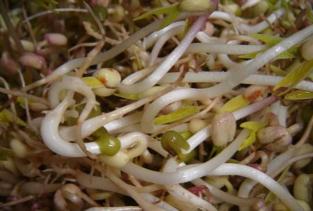 豆芽生产周期,豆芽怎么生产图5