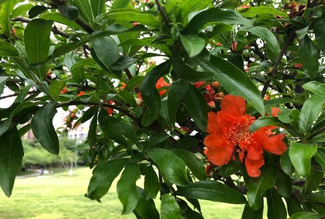 石榴花有什么样的花语(石榴花的花语怎么写)图1