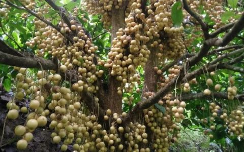 外形像芒果一样的水果都有什么?