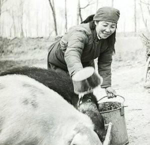 大葵扇是什么意思图6