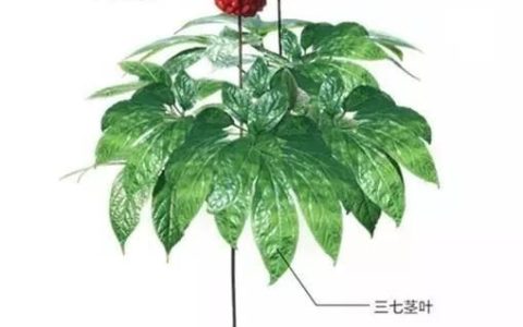 三七粉有降血压的作用吗,低压高服三七粉降血压吗