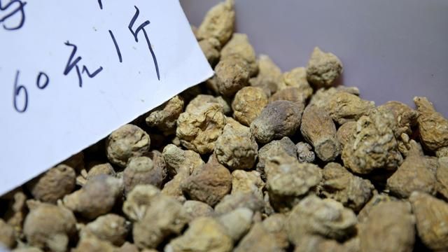 抗疲劳增强精力体力，玛卡滋补强身，到底真的还是假的？