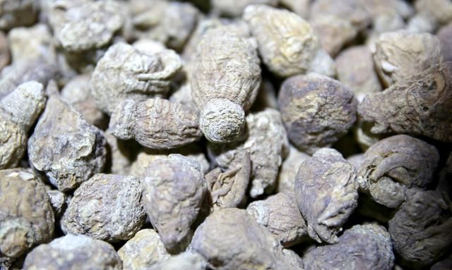 抗疲劳增强精力体力，玛卡滋补强身，到底真的还是假的？