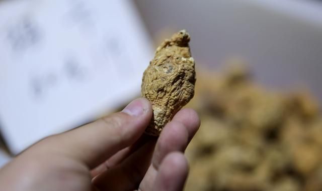 抗疲劳增强精力体力，玛卡滋补强身，到底真的还是假的？