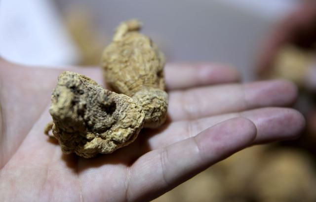 抗疲劳增强精力体力，玛卡滋补强身，到底真的还是假的？