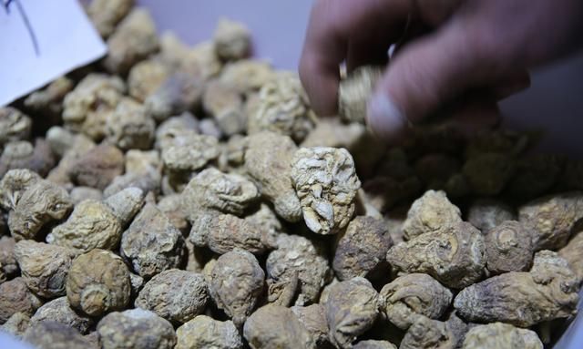 抗疲劳增强精力体力，玛卡滋补强身，到底真的还是假的？