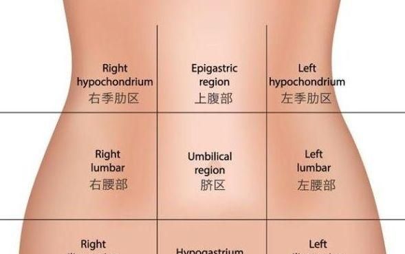 给你一张腹部地图，帮助了解腹痛时所对应的器官，受益匪浅