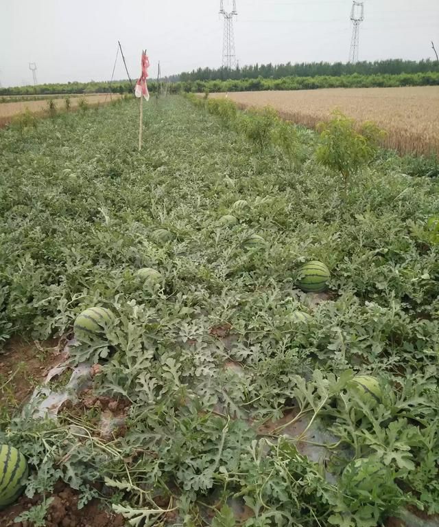 夏天西瓜怎么吃才爽,夏天西瓜怎么吃最正确图4