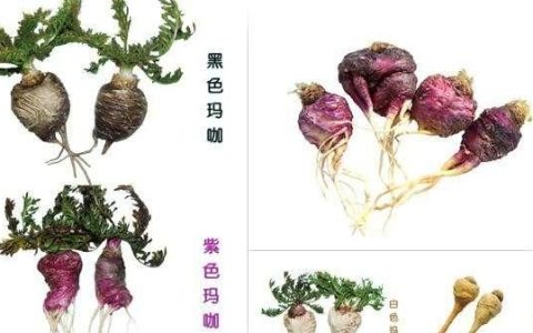 玛咖这种东西是被营销炒火的吗(高端玛咖有用吗)