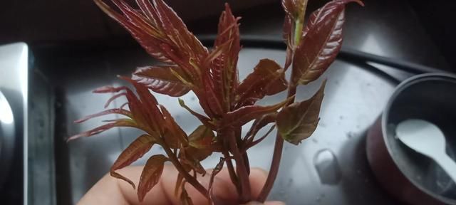 香椿树经济效益好吗(香椿的经济效益怎么样)图6