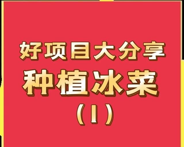 农村好项目大分享(1)，种植冰菜！
