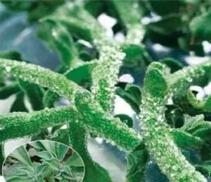 农村好项目大分享(1)，种植冰菜！