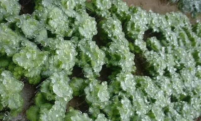 农村好项目大分享(1)，种植冰菜！
