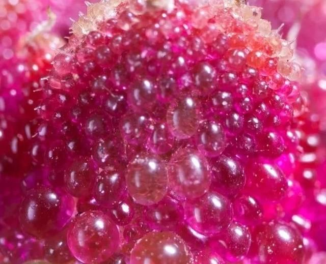 农村好项目大分享(1)，种植冰菜！