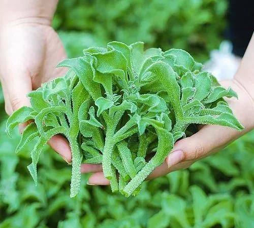 农村好项目大分享(1)，种植冰菜！