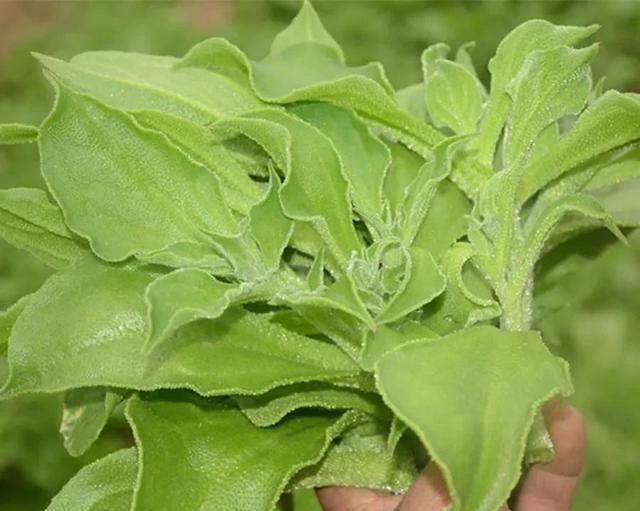 农村好项目大分享(1)，种植冰菜！