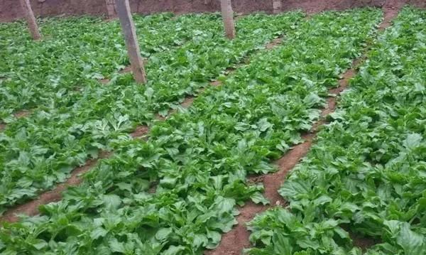 农村好项目大分享(1)，种植冰菜！