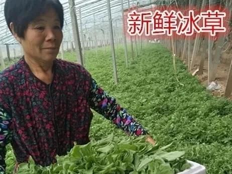 农村好项目大分享(1)，种植冰菜！
