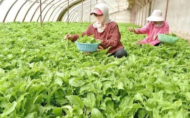 农村好项目大分享(1)，种植冰菜！