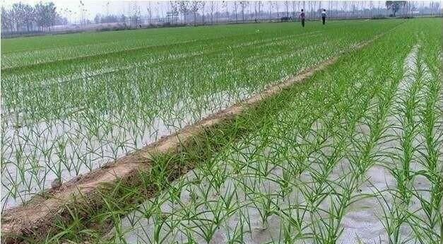 大蒜浇水冲施红糖有什么好处吗,大蒜水加红糖的作用和功效有哪些图1