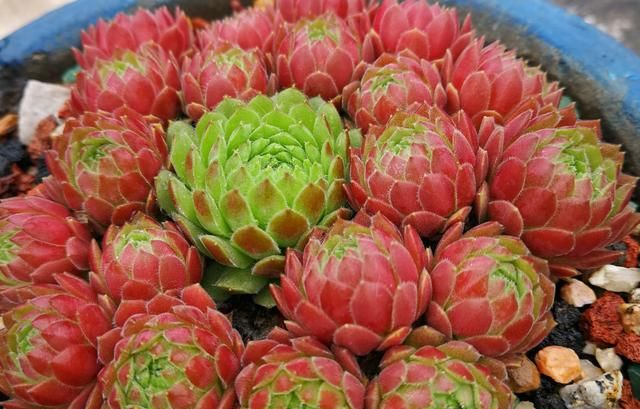 长生草怕冻吗(长生草冻坏了会怎样)图1