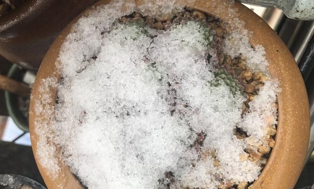 长生草怕冻吗(长生草冻坏了会怎样)图4