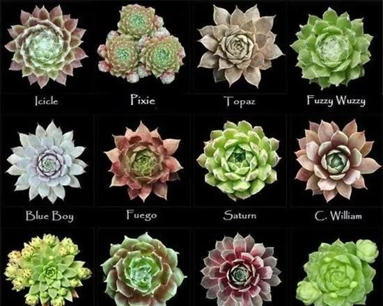 长生草怕冻吗(长生草冻坏了会怎样)图6