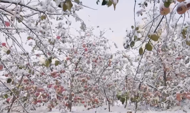 淋过雪的苹果叫雪果？价格炒到20元/斤，是雪果还是“噱头果”？