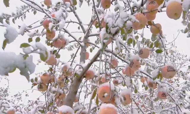 淋过雪的苹果叫雪果？价格炒到20元/斤，是雪果还是“噱头果”？